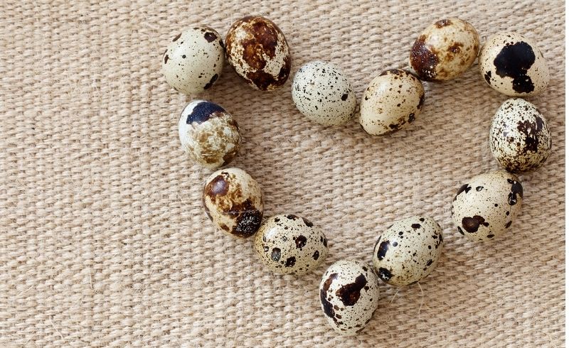 Health Benefits of Quail Eggs (For Humans) Health Benefits of Quail Eggs (For Humans)