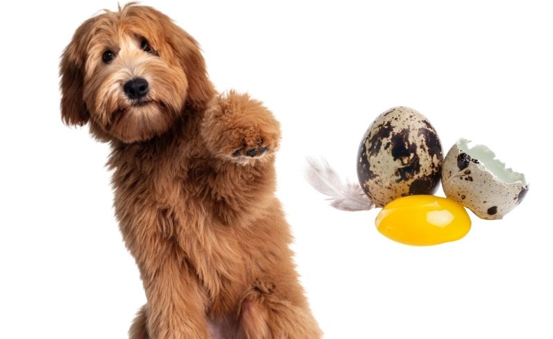 Health Benefits of Quail Eggs for pets Health Benefits of Quail Eggs for pets