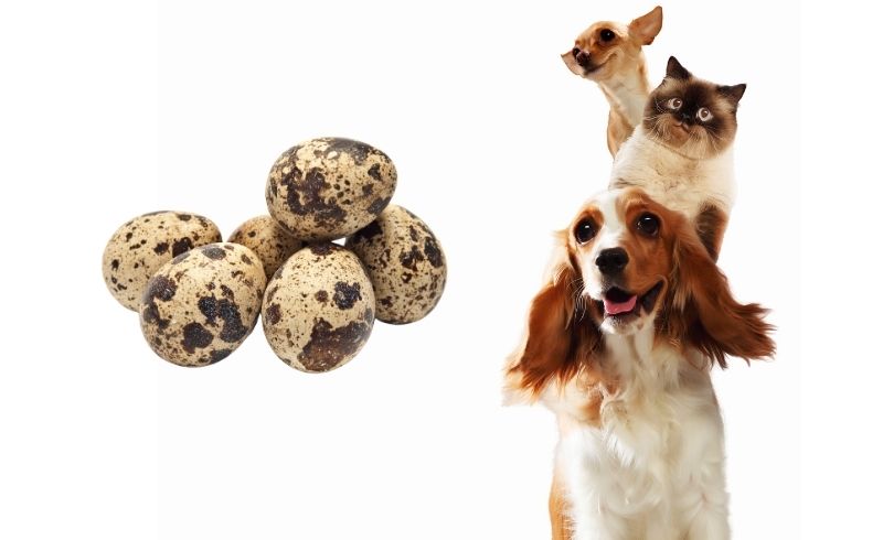 Health Benefits of Quail Eggs formy pets Health Benefits of Quail Eggs formy pets