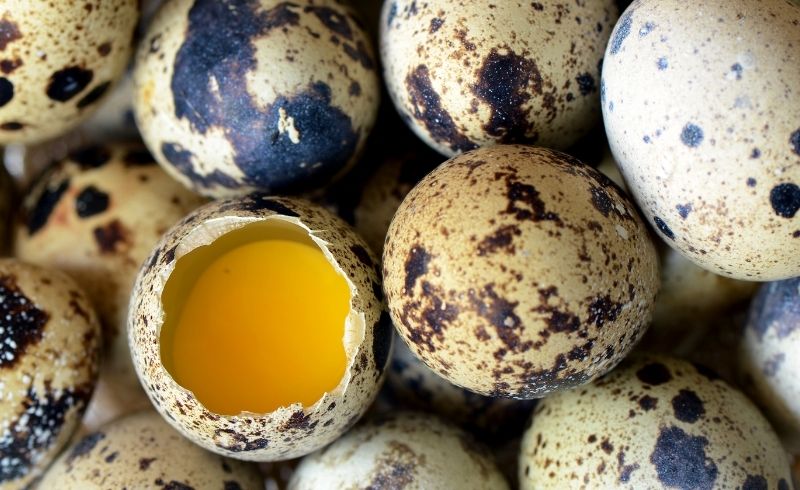 quail eggs common questions quail eggs common questions