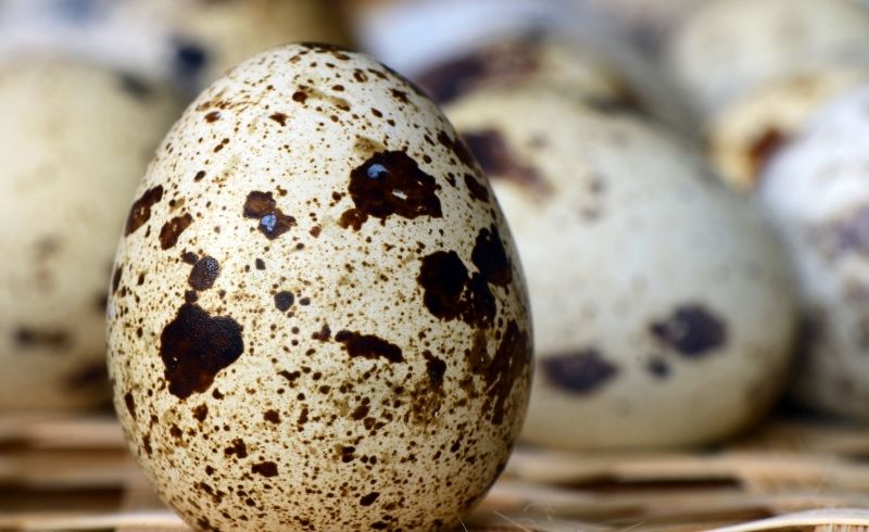 quail eggs faqs quail eggs faqs