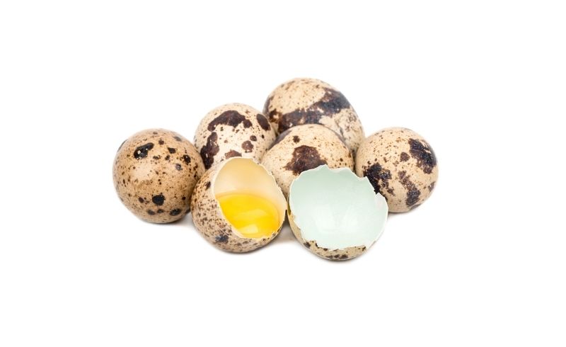 quail eggs info quail eggs info