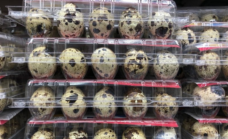 shop for quail eggs shop for quail eggs