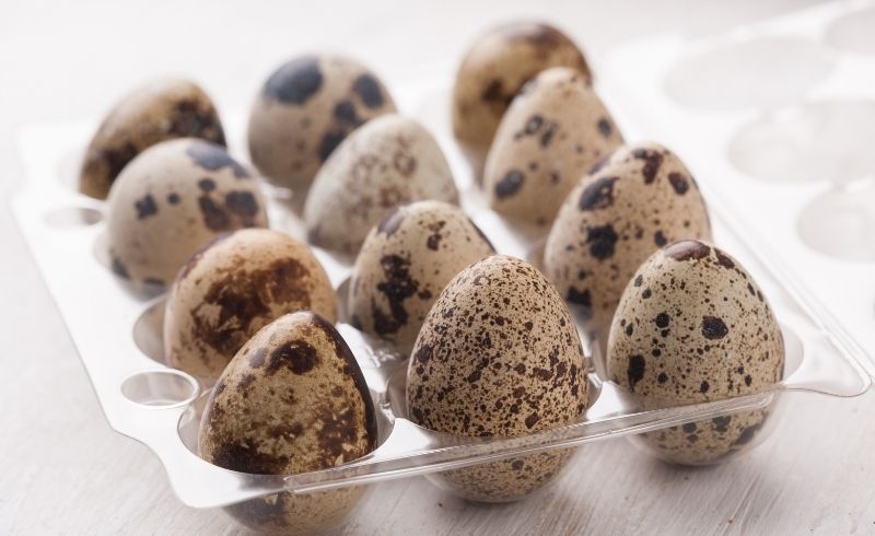 shop forthe best quail eggs shop forthe best quail eggs