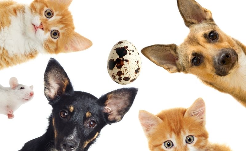 what are the Health Benefits of Quail Eggs for pets what are the Health Benefits of Quail Eggs for pets