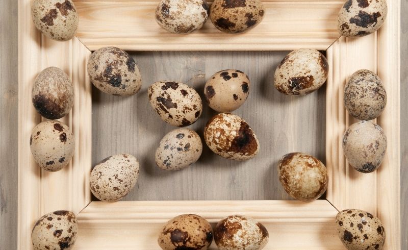 where to buy quail eggs where to buy quail eggs